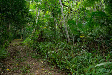 Brazilian forest in the south, Gio grande do Sul