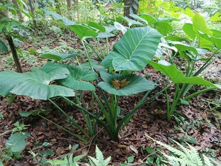 Taro plant in the plantation