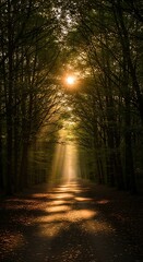 Obraz premium Sunlight Path Through Woods.