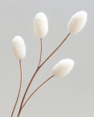 Four white fluffy oval shaped dried plant heads on slender brown stems against a light grey background