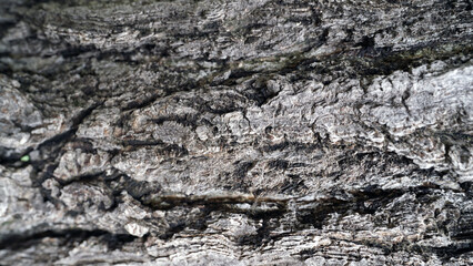 Detailed Texture of Rough Ginkgo Tree Bark in Natural Light