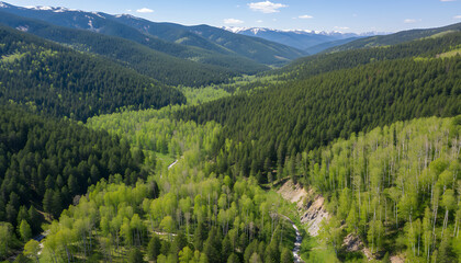 green summer abovespring from mountain pine groves a view in forest birch with with beautiful texture 69904987 1