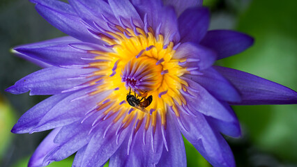 Purple Water Lily or Lotus © Anton