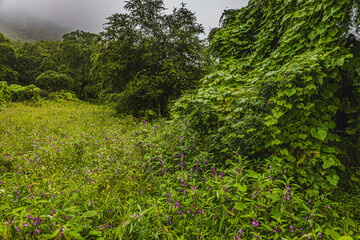 green in the midst of middle east 