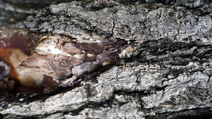 Detailed Texture of Rough Ginkgo Tree Bark in Natural Light