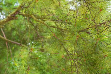Branches of Weymouth pine as a background. Pinus strobus, eastern white pine,northern white pine.