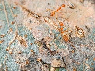 Macro photography of red weaver ants on a tree, highlighting fine body details and natural activity in their habitat