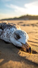 A dead seagull on a sandy beach at sunset