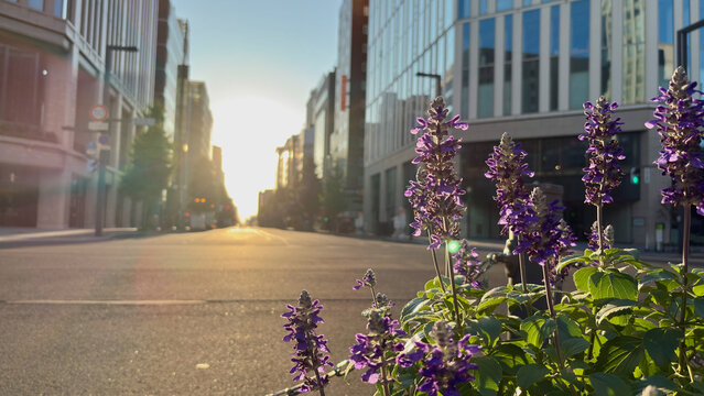 Blue salvias and the morning sun shining off the empty city streets