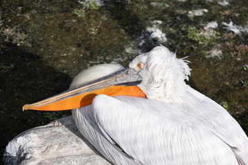 Large pelican resting by the water, showcasing vibrant feathers and a distinctive throat pouch, enjoying a summer breeze in a tranquil zoo environment with natural surroundings