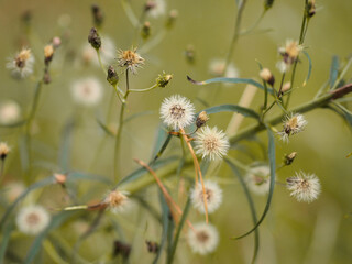 Autumn Seasonal plants. Dandelion fluff on Forest.