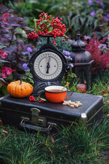 Autumn vintage still life with hot drink flowers and pumpkin in garden.