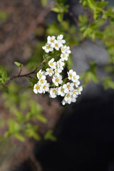 Grefsheim spirea flowers - Latin name - Spiraea x cinerea Grefsheim