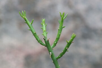 Cylindropuntia leptocaulis cienkołodygowa © Perovskia