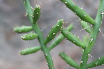 Cylindropuntia leptocaulis cienkołodygowa © Perovskia