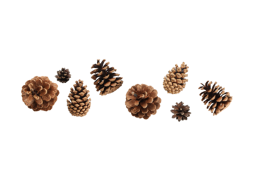 Pine cones in various sizes for Christmas crafts, on white, PNG