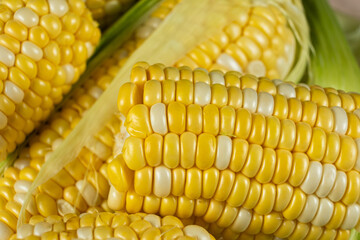 Raw fresh corn cobs with vibrant yellow kernels close-up