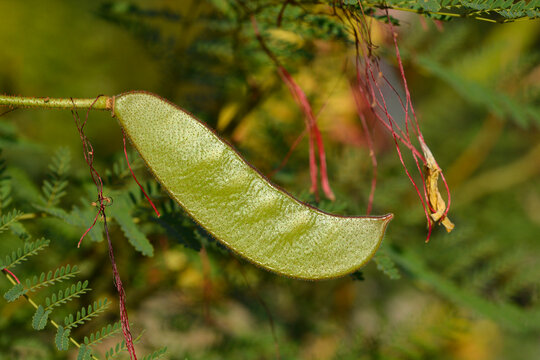 Bird of paradiseBird of paradise seed pod - Latin name - Caesalpinia gilliesi