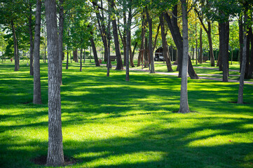 Shadows from trees on green grass in the park.