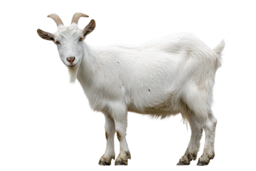 Dairy goat in white coat with fine texture, small horns and subtle mud speckles on hooves, attentive posture, isolated on transparent background.
