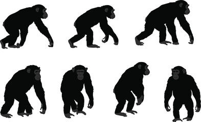 Chimpanzee silhouette set featuring walking and standing poses with motion progression, primate anatomy, and wildlife behavior for design use