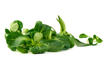 Lambs Lettuce, Mache, Valerianella locusta, isolated on white background