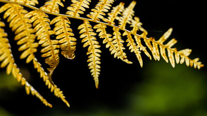 Forêt des Landes de Gascogne, en automne
