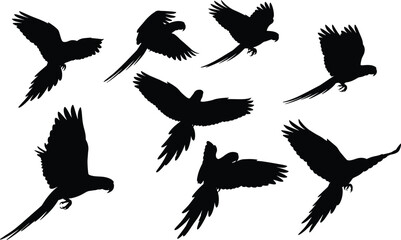 Obraz premium Parrot silhouette set featuring seven dynamic flight poses with expressive wings, curved beaks, and tail detail for wildlife design use