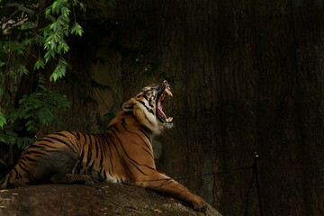 Fototapeta premium a Sumatran tiger is seen roaring