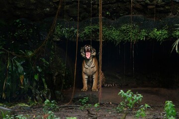 a Sumatran tiger is seen roaring