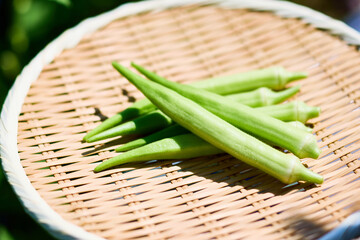 ホワイトオクラ 竹ざるに盛られた新鮮な野菜