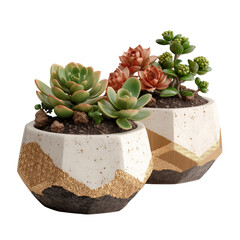 Indoor succulents arrangement potted plants home decor gardening flora isolated on transparent background
