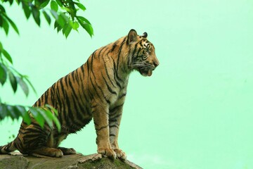 a Sumatran tiger is sitting on a rock while looking around
