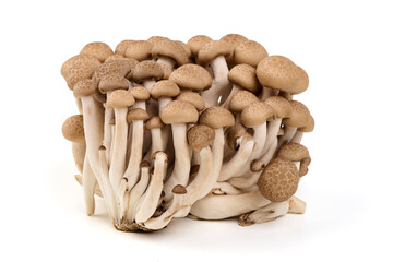 Brown Beech Mushroom, isolated on white background