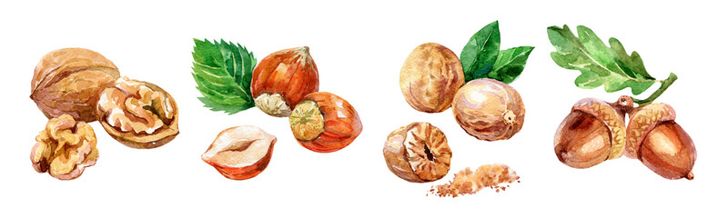 Hand drawn watercolor set of nuts, isolated illustration. Walnut, hazelnut, acorn, nutmeg © pim