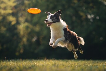 domestic dog catching frisbee in air pet activity concept of outdoor training sport exercise companionship border collie agility playful nature lifestyle sunlight
