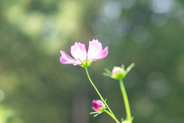緑背景のコスモス