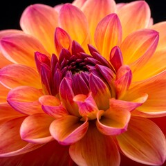Close-up of a vibrant dahlia