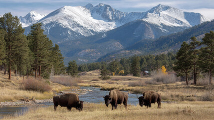 buffalos pacing on the grasslands