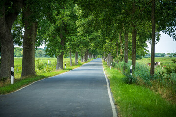 Fototapeta premium Straßenallee in der Wesermarsch