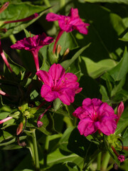 Vibrant Pink Marvel of Peru Flowers Blooming.