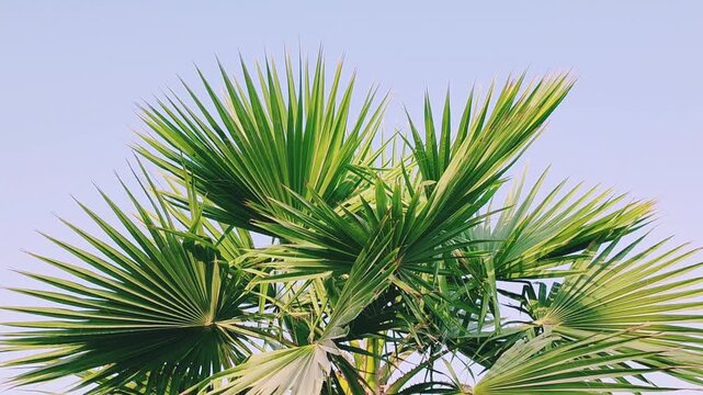 Washingtonia palm trees Top View
Mexican Fan Palm, robusta or filifera varieties, showcasing full structure distinctive fan-shaped leaves unique details of the Washingtonia palm foliage Clear Blue SKY