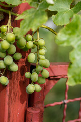 Bunch of grapes on a vine: vineyard, harvest, fresh berries, gardening.