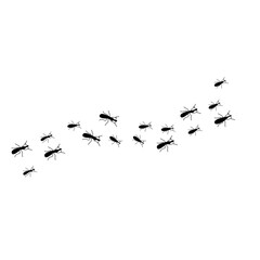 Obraz premium Ants trail line