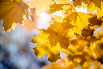 Autumn background-yellow maple leaves in the city Park
