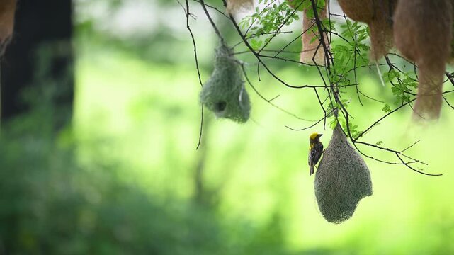 Colony scene shows Baya Weaver weaving suspended nest in wide shot.