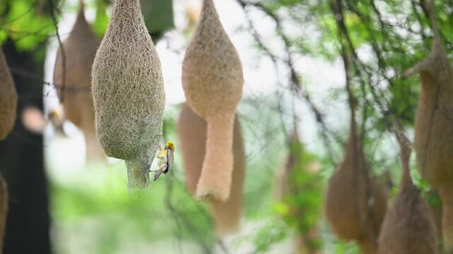 Wide angle view showing Baya Weaver weaving nest in active colony.
