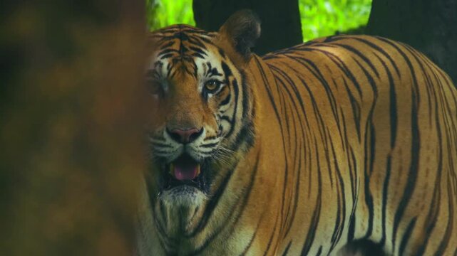 Royal Bengal Tiger Slowmotion walk