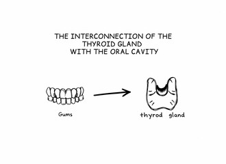 Diagram illustrating the connection between gums and thyroid gland  