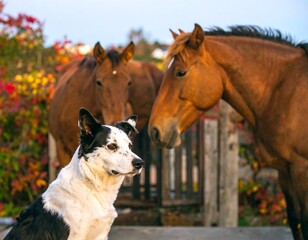 Dog and horses in a rural setting